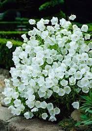 Pin On Welcome To My Gardens