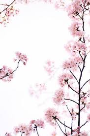  Pin On Flowers For Me