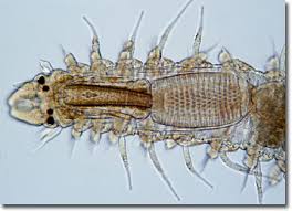 Image result for Polychaeta spp.