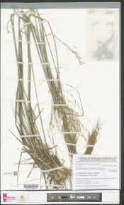 Image result for Loudetia simplex