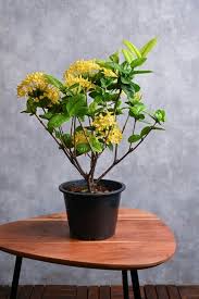 Image result for Ixora coccinea