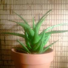 They are interesting to look at and they remove toxins from the air and have a terrific effect when the gel inside is used to soothe sunburns it's important to know how to kill the bugs and take measures to keep them away for good. Aloe Vera Care Instructions How To Keep Your Plant Healthy Dengarden