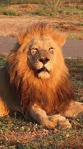 'waarom noemen ze jou eigenlijk de koning van de jungle? De Koning Van De Jungle Picture Of Monwana Game Lodge Thornybush Private Game Reserve Tripadvisor