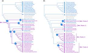Image result for Lophiocarpaceae