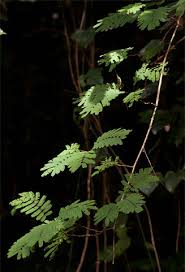 Image result for Acacia pentagona