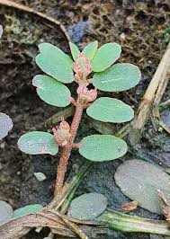 Image result for Euphorbia thymifolia