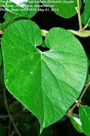 Image result for Pergularia daemia