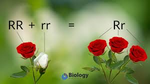 If we cross a red flower and white flower that have a codominance inheritance pattern, the offspring would be flowers with red and white patches on them. Complete Dominance Definition And Examples Biology Online Dictionary