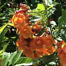 Image result for Triumfetta tenuipedunculata