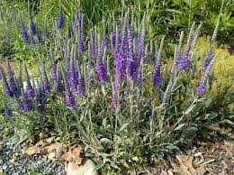 Image result for Veronica abyssinica