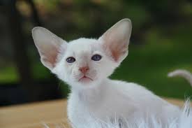 Strikingly large, pointed, wide at the base, continuing the lines of the wedge.. 20 Cat Breeds With Big Ears With Pictures Excited Cats
