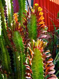 Image result for Euphorbia rubriflora