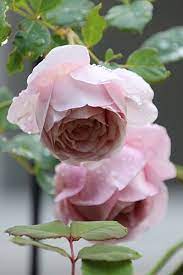 ローブ ア ラ フランセーズ きれいな花 バラの芽 庭のアイデア