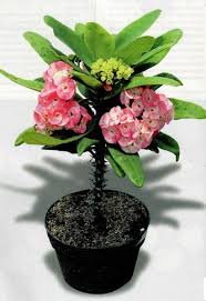We did not find results for: Koleksi Euphorbia Hasil Silangan Para Pehobiis Budidaya Tani