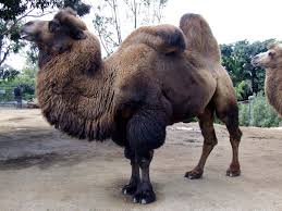 Did you see this latest memo? Pin On Camels