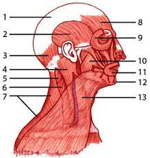 Head and neck muscle diagram. Free Anatomy Quiz Muscles Of The Head And Neck Locations Quiz 1