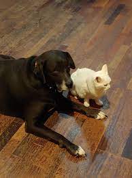 It is up to you to improve its quality of life by following pet grooming tips & tricks and taking good care of the animal. All Pets Grooming And Boarding Home Facebook