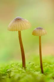 Image result for Pycreus gracillimus