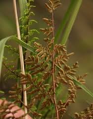 Image result for Cheilanthes quadripinnata