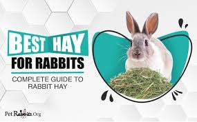 For over 30 years the shop has supplied surfers top of line gear and has taught thousands of newcomers how to surf in our learn to surf programs during the summer. How Long Do Pet Rabbits Live Lifespan Of Your Bunny Petrabbits Org