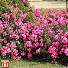 Maybe you would like to learn more about one of these? Rose Pink Flower Carpet Groundcover Rose Thompson Morgan