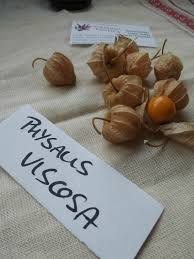 Image result for Physalis viscosa