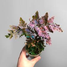 Image result for Selaginella kivuensis