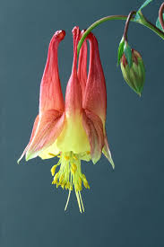 We did not find results for: Red Or Eastern Columbine