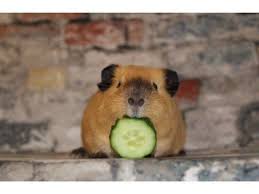 Pin On Cute Guinea Pig