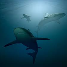 Read on for some hilarious trivia questions that will make your brain and your funny bone work overtime. Sharks Quiz Trivia Questions And Answers Free Online Printable Quiz Without Registration Download Pdf Multiple Choice Questions Mcq