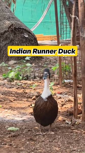 Meet the Indian Runner Duck! 🦆, Unlike most ducks, these unique birds  stand upright and are famous for their fast, penguin-like walk rather than  flying. Intelligent, active, and full of ...