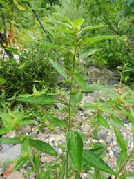 Image result for Acalypha chirindica