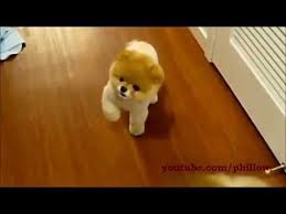Dunyanin En Tatli Kopegi Boo Youtube Boo The Cutest Dog Boo The Dog World Cutest Dog