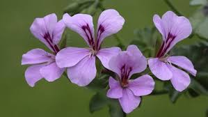 Schnittgut Alles Aus Dem Garten Br Fernsehen Fernsehen Br De