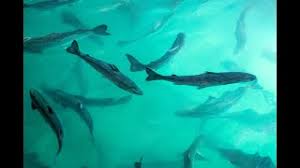 Atlantic sapphire asa start ratings. Safer Salmon Premium Lachs Online Kaufen