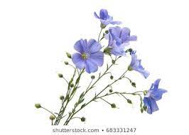 Flax Flowers Isolated On White Background Flax Flowers Stock Images Free White Background