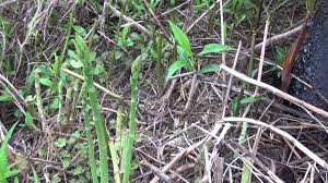 More images for picture of wild asparagus » How To Find Wild Edible Asparagus Youtube