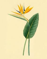 Black Bird Of Paradise Flower Tattoo Vintage Bird Of Paradise Flower Art Antique Art Prints Wall Art Modern Vintage Decor Flowers Art Pr Birds Of Paradise Flower Folk Art Flowers Birds Of Paradise