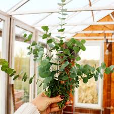 Image result for Eucalyptus