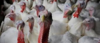 Here's a timeline of how thanksgiving became a holiday in the us. The Economics Of Thanksgiving World Economic Forum
