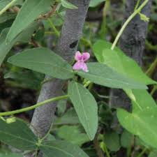 Image result for Dolichos sericeus