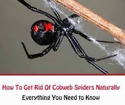 If you simply want to take the risk of getting rid of black widow spiders before you get bit, then read on. How To Get Rid Of Cobweb Spiders Naturally Getridofallthings Com