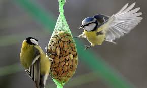 How feeding the birds could harm our best-loved species | Daily Mail Online