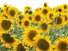 Sunflowers Colorado Usa Photographic Print Terry Eggers Art Com Kansas State Flower Sunflower Pictures Sunflower Wall Art