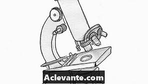 (d) laraskan diafragma supaya cukup. Cara Menggambar Mikroskop Hobi 2021