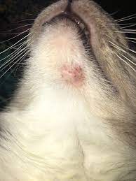 Maybe you would like to learn more about one of these? Painful Bumps On My Cat S Chin Thecatsite