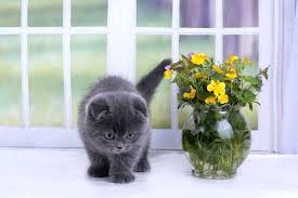 Cats, being the curious creatures they are, may nibble on or even swallow parts of a geranium. Is Rosemary Safe For Cats