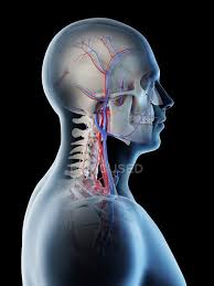The easiest spot is where it joins your head, just under the corner of the mandible. Blood Vessels Of Human Head And Neck Digital Illustration Arteries Graphic Stock Photo 308615596