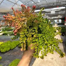 Image result for Adiantum vogelii