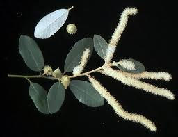 Image result for Daknopholis